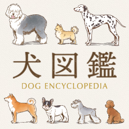  犬図鑑