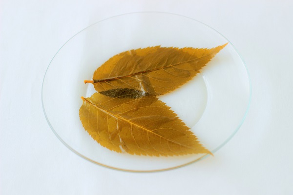 55%OFF!】 木製 カエデ の葉っぱ リーフの小皿 ienomat.com.br