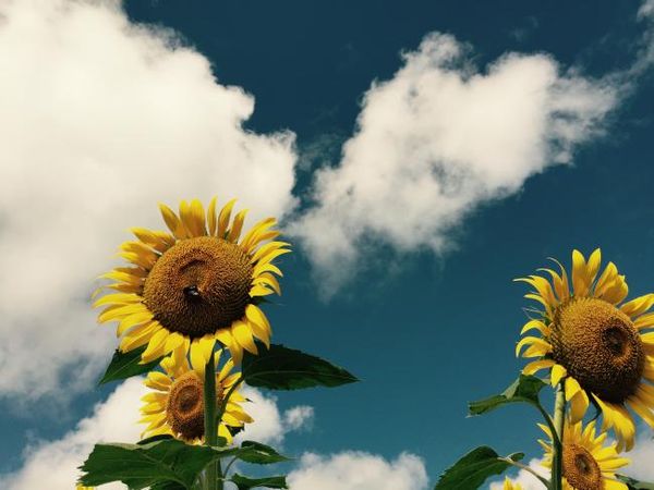 血液さらさら・食事で動脈硬化を防ぐ！夏の時期の上手な穀物の摂り方～しあわせこよみごはん～